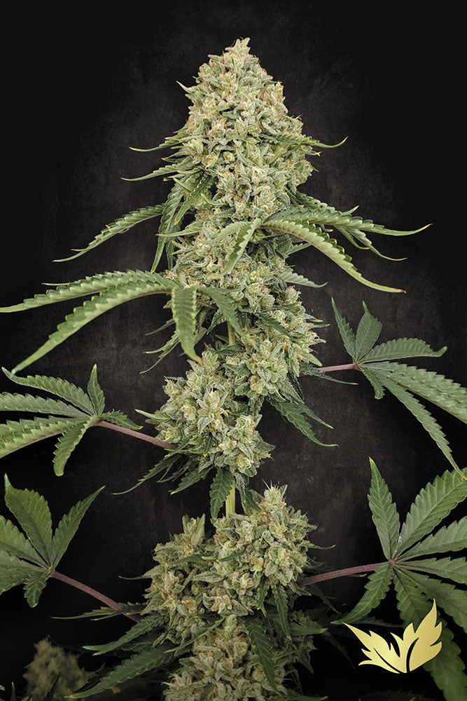 Paradise Seeds Tropical Fruit Cake Feminisierte Cannabissamen