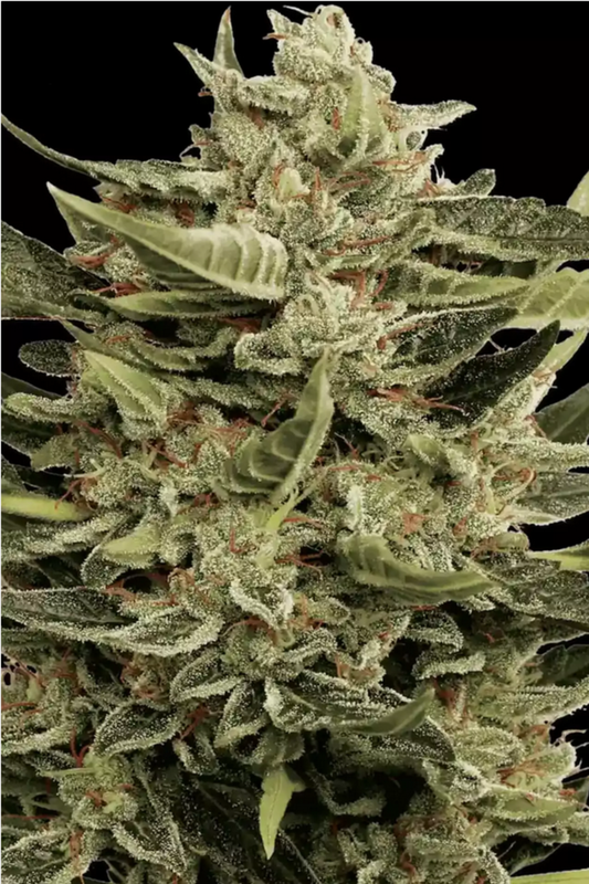 Automatic Cannabissamen Vertigo