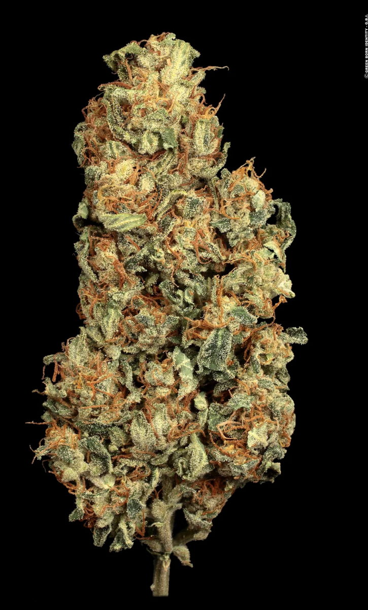 Paradise Seeds Vertigo Automatic Hanfsamen