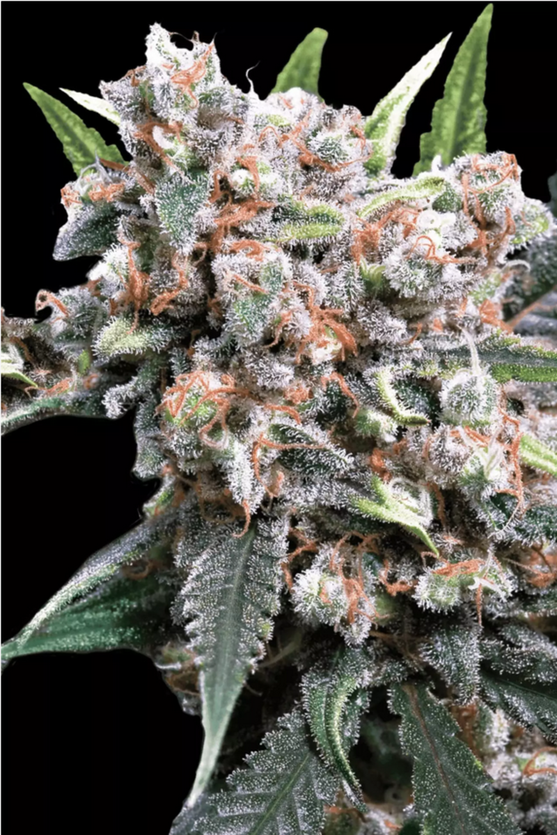 Wappa Automatic Cannabissamen