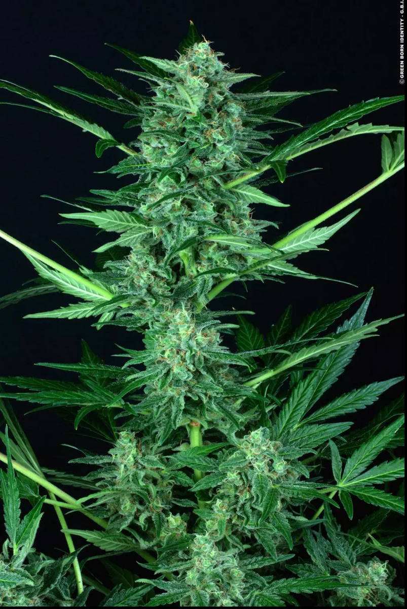 Paradise Seeds Wappa Automatic Hanfsamen