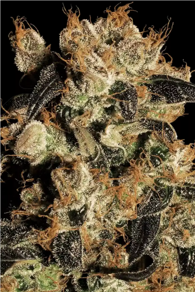 Paradise Seeds White Berry Feminisierte Hanfsamen