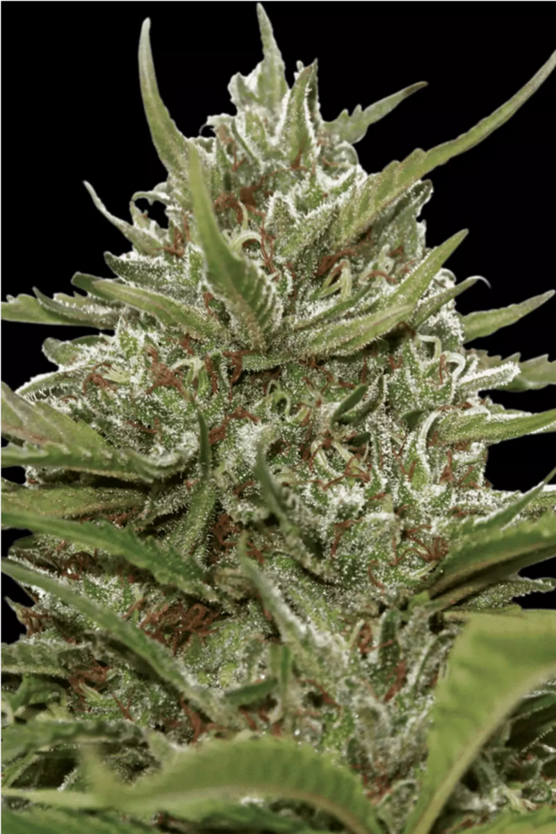 Automatic Cannabissamen Whiteberry