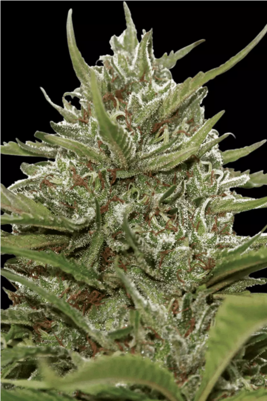 Automatic Cannabissamen Whiteberry