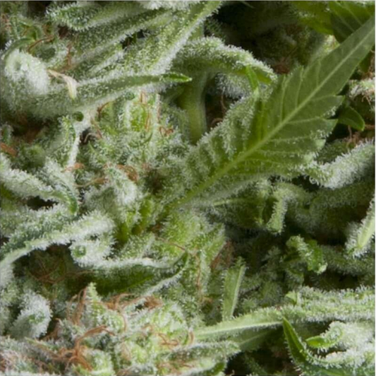 Pyramid Seeds Alpujarreña Automatic Hanfsamen