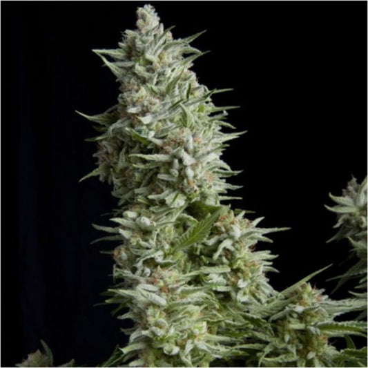 Pyramid Seeds Alpujarreña Feminisierte Hanfsamen Cannabisblüte