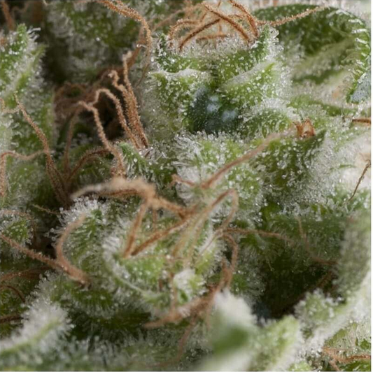 Pyramid Seeds American Pie Automatic Hanfsamen