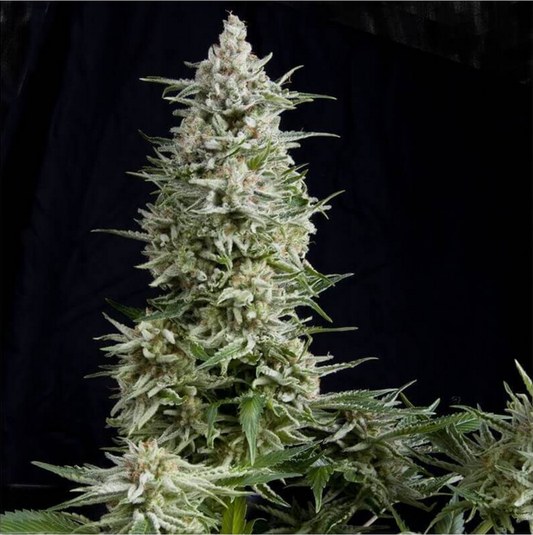 Pyramid Seeds Amnesia Gold Feminisierte Hanfsamen