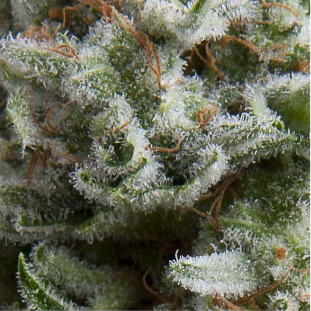 Pyramid Seeds Anesthesia Automatic Hanfsamen