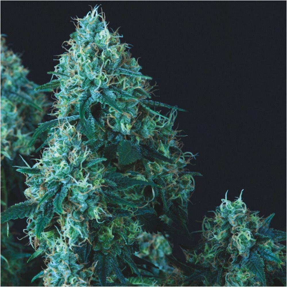 Pyramid Seeds Black Cherry Punch Automatic Hanfsamen Cannabisblüte