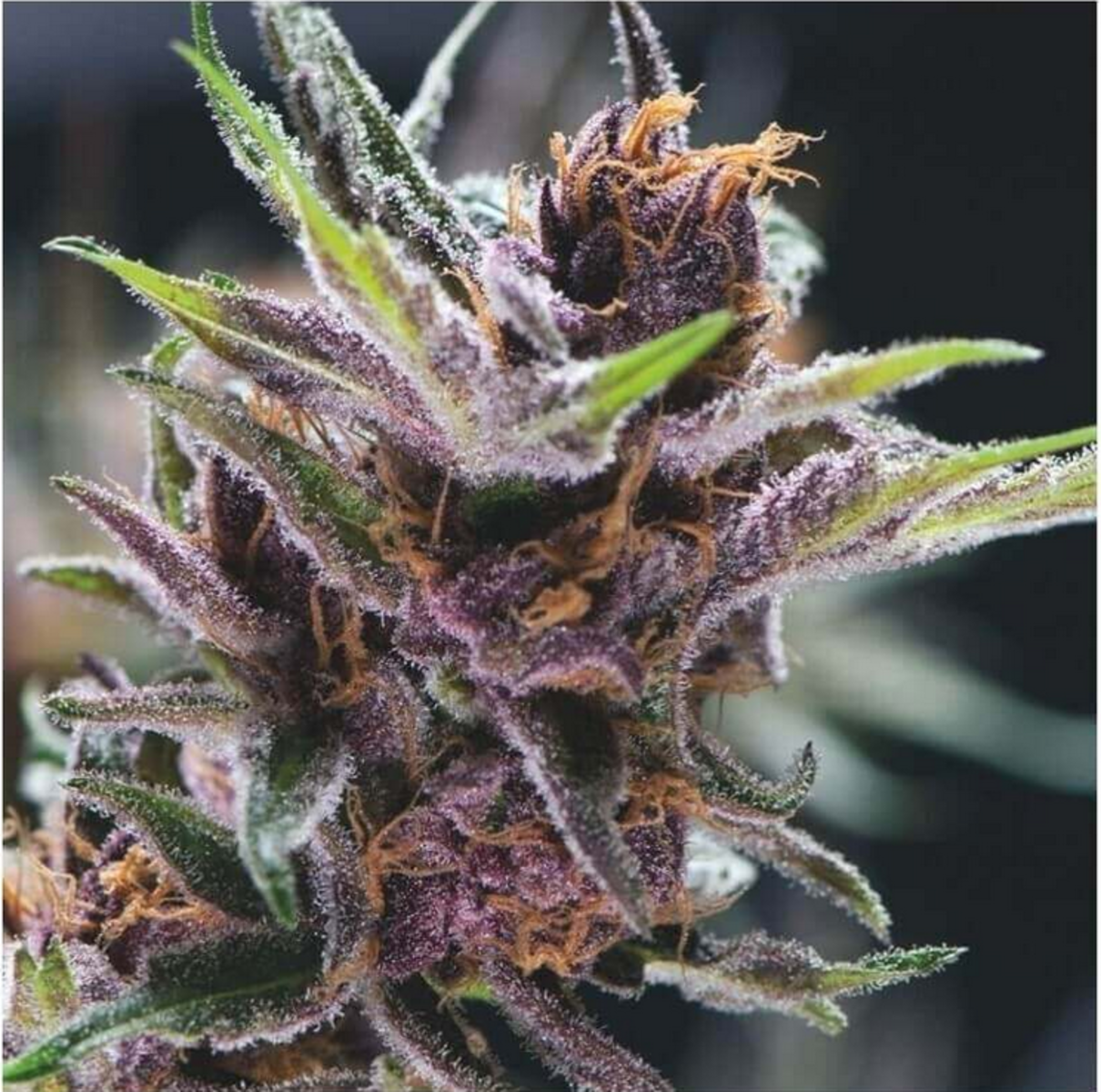 Pyramid Seeds Black Cherry Punch Feminisierte Hanfsamen
