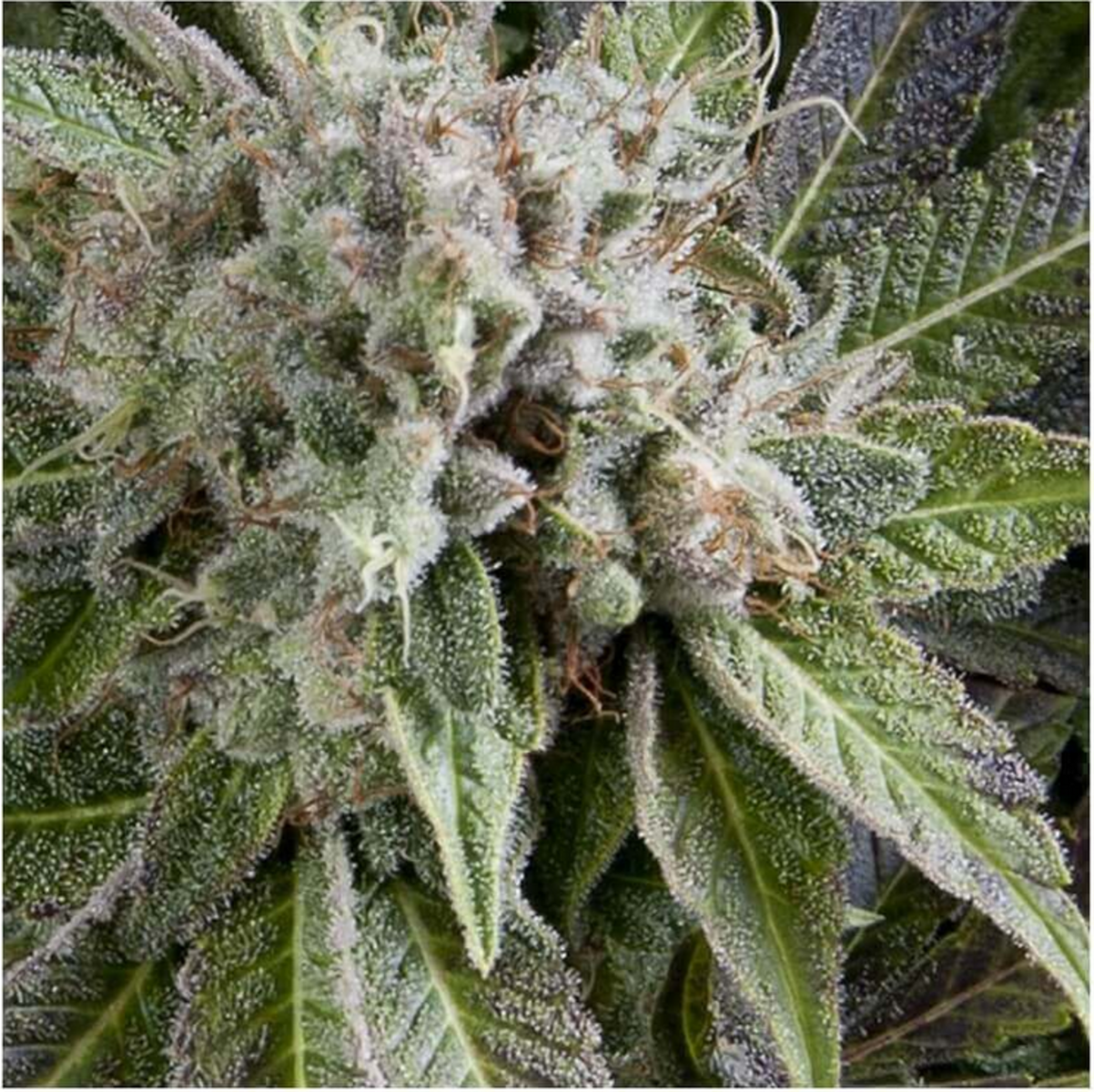 Pyramid Seeds Blue Pyramid Automatic Hanfsamen
