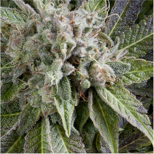 Pyramid Seeds Blue Pyramid Automatic Hanfsamen