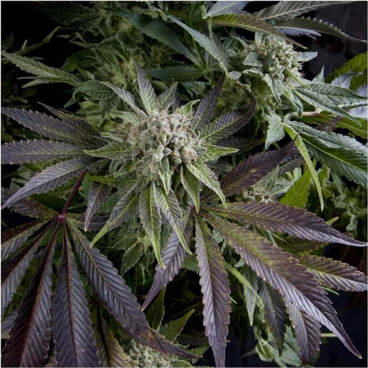 Pyramid Seeds Blue Pyramid Feminisierte Hanfsamen