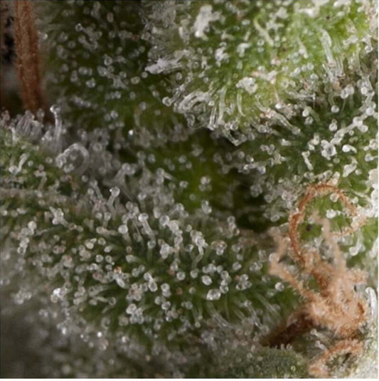 Pyramid Seeds Fresh Candy Automatic Hanfsamen