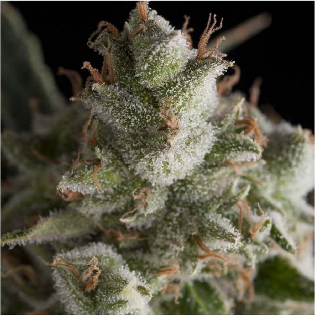 Pyramid Seeds Fresh Candy Feminisierte Hanfsamen
