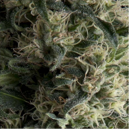 Pyramid Seeds Galaxy Automatic Hanfsamen