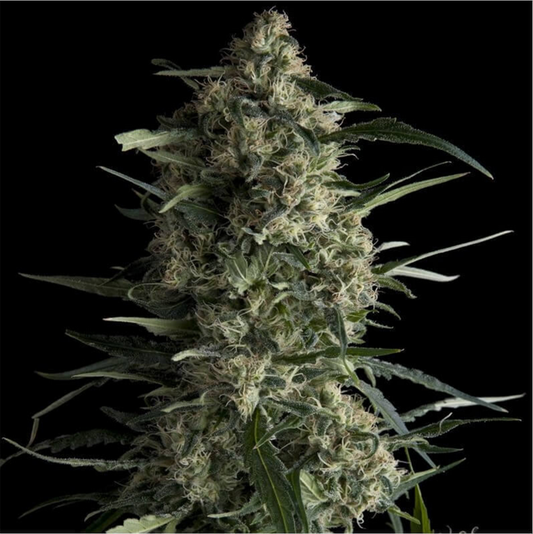 Pyramid Seeds Galaxy Feminisierte Hanfsamen