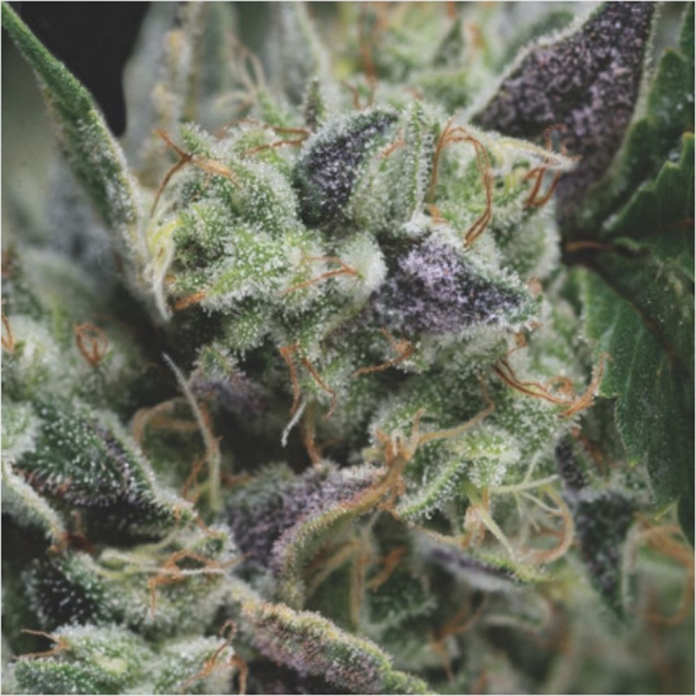 Pyramid Seeds Gorilla Automatic Hanfsamen Cannabisblüte