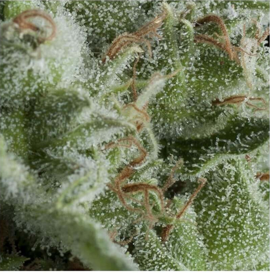 Pyramid Seeds Kryptonite Automatic Hanfsamen