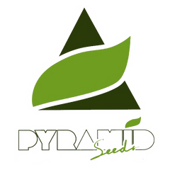 Pyramid Seeds Cannabissamen