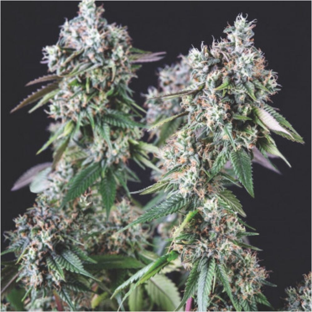 Pyramid Seeds Mendocino Purple Kush Feminisierte Hanfsamen Cannabisblüte