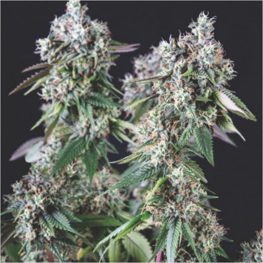 Pyramid Seeds Mendocino Purple Kush Feminisierte Hanfsamen Cannabisblüte