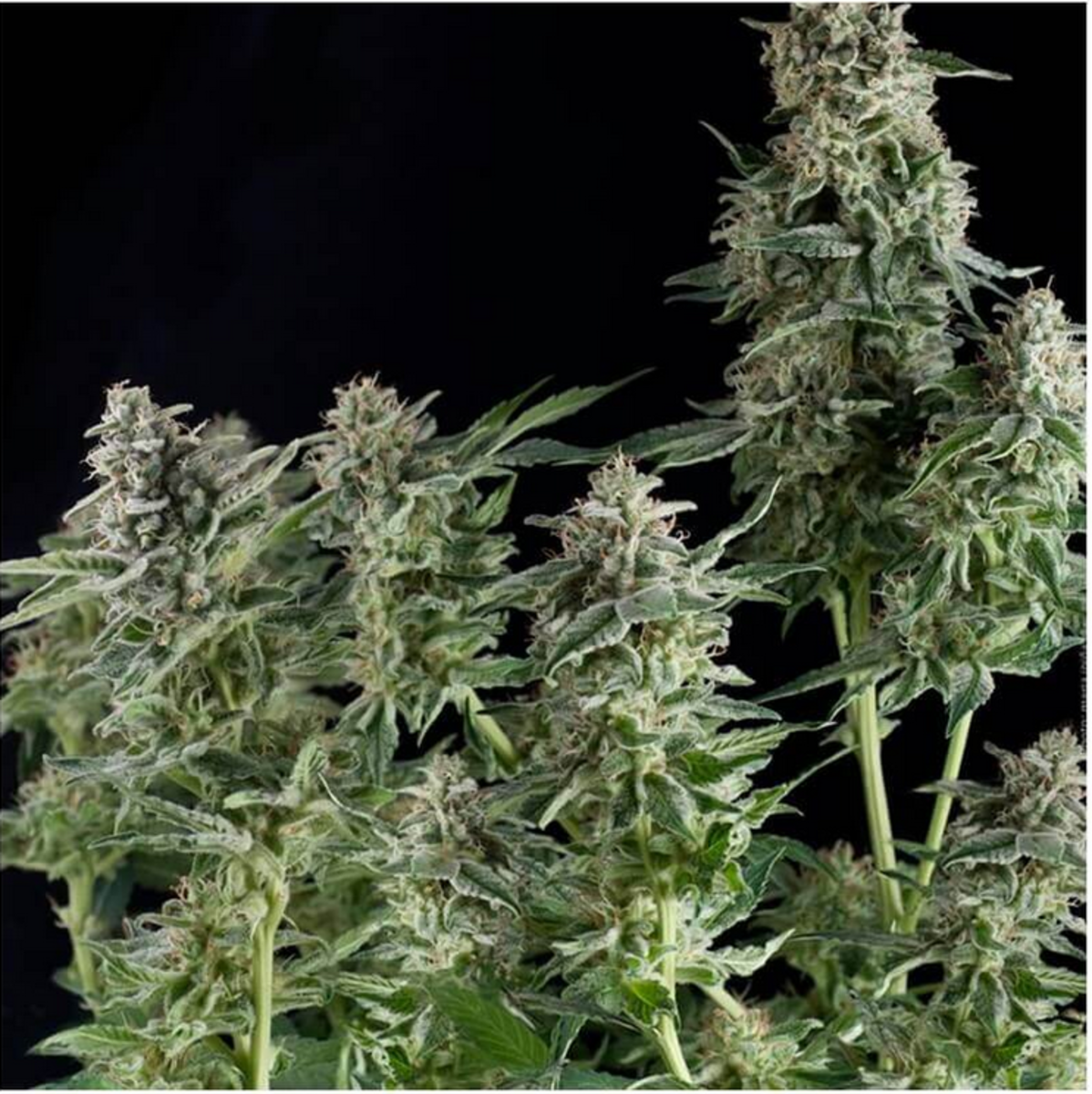 Pyramid Seeds Northern Lights Feminisierte Hanfsamen