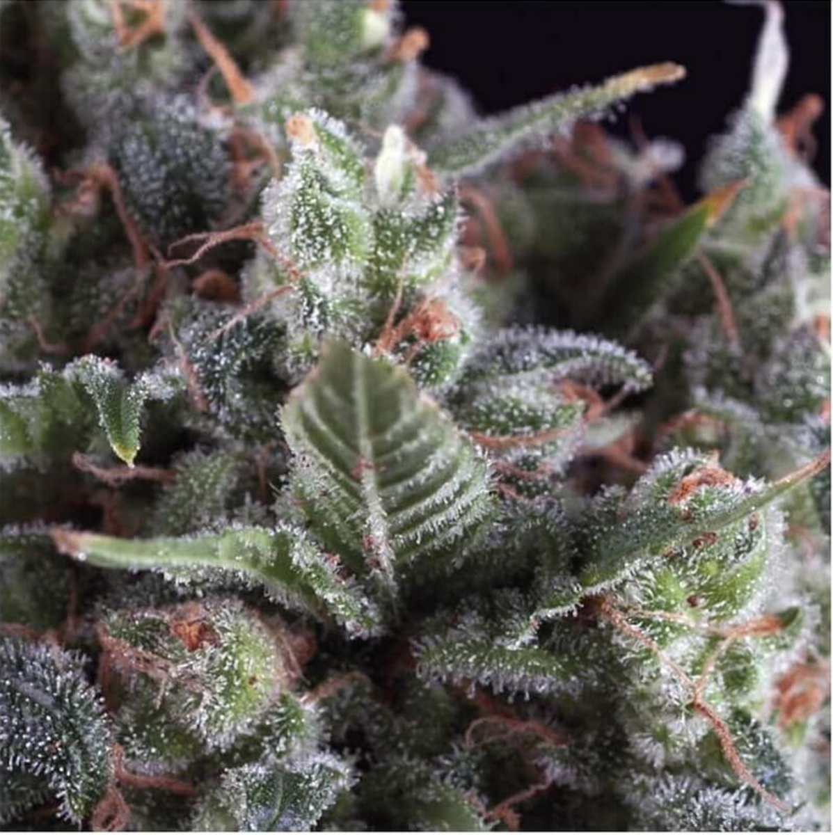 Pyramid Seeds Olympia Automatic Hanfsamen