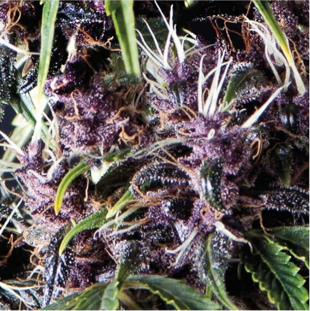 Pyramid Seeds Purple Automatic Hanfsamen