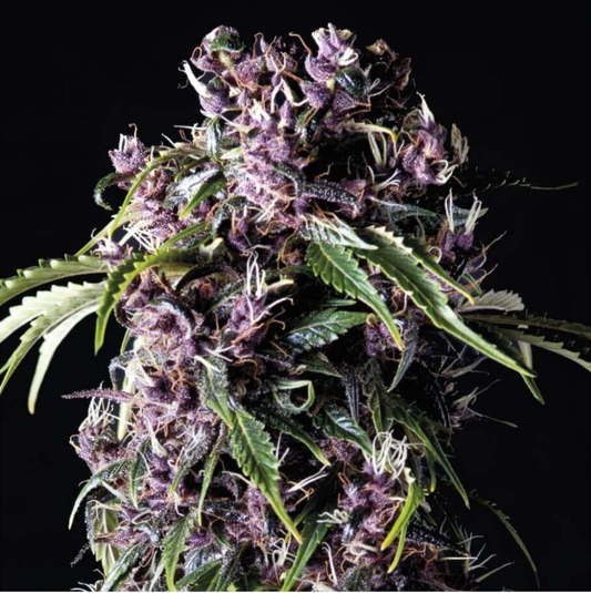 Pyramid Seeds Purple Feminisierte Hanfsamen