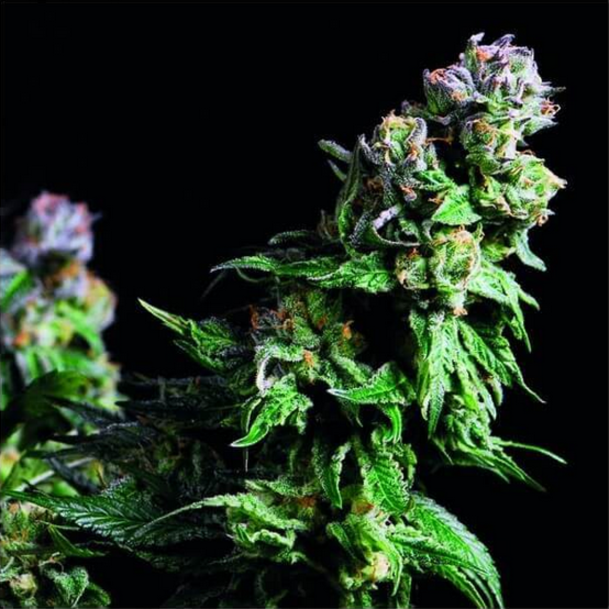 Pyramid Seeds Purple Urkle Feminisierte Hanfsamen