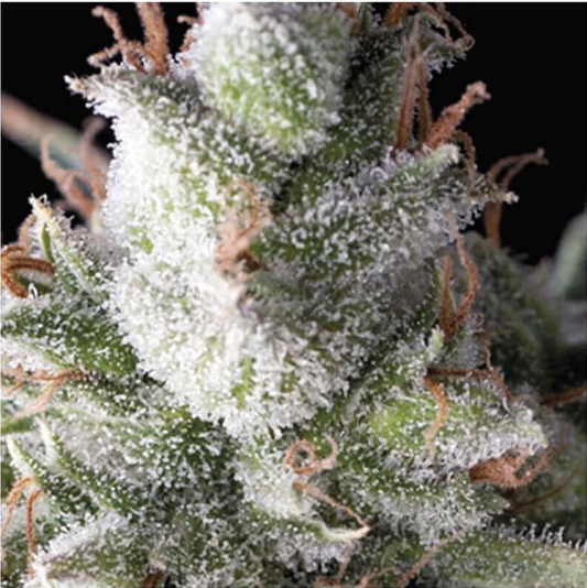 Pyramid Seeds Ramses Automatic Hanfsamen