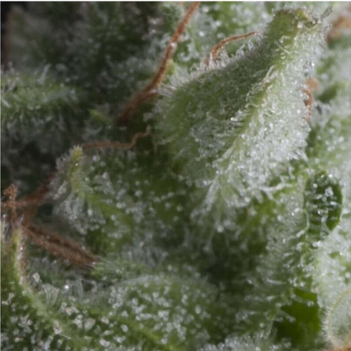 Pyramid Seeds Shark Automatic Hanfsamen