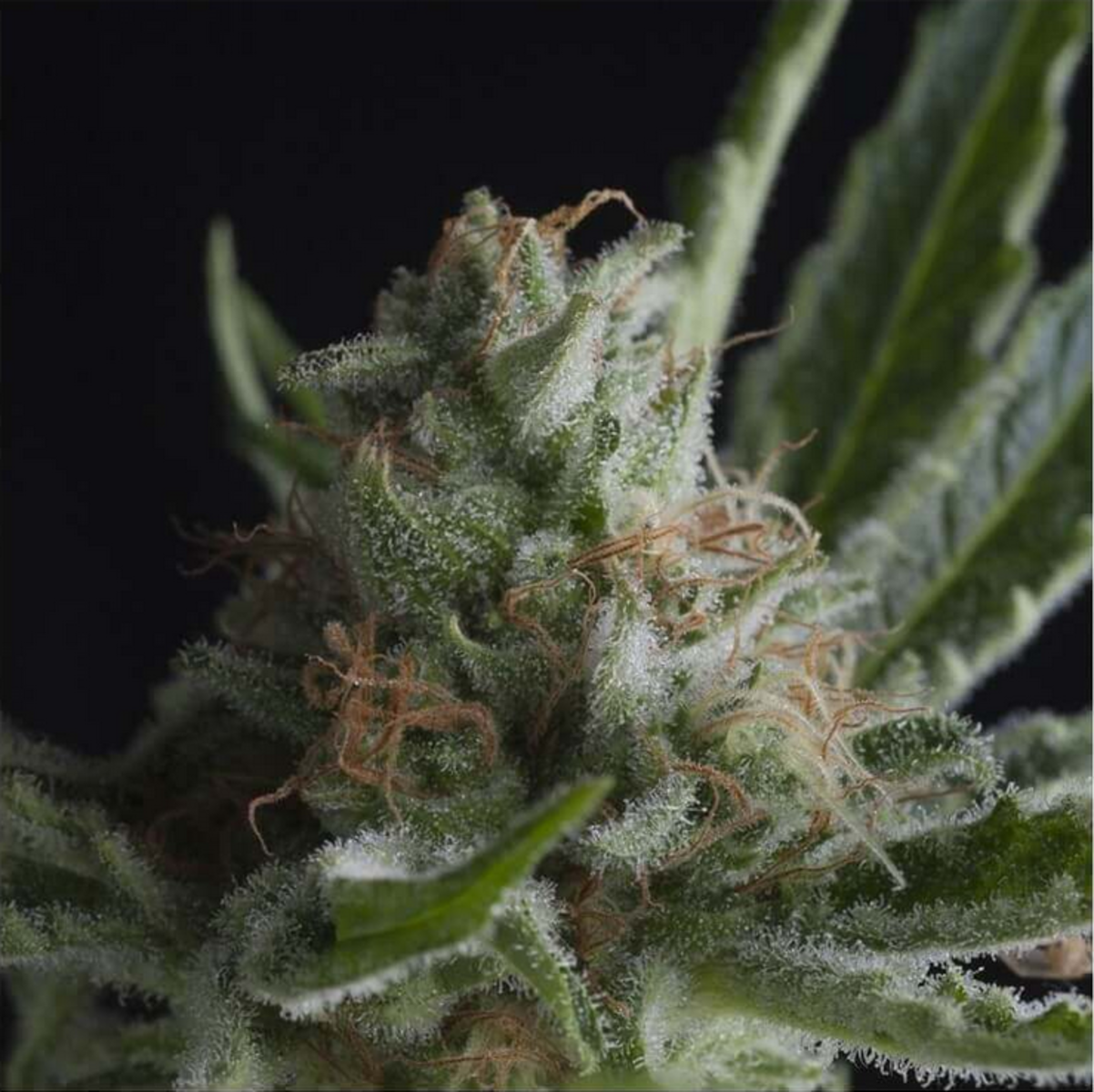 Pyramid Seeds Shark Feminisierte Hanfsamen