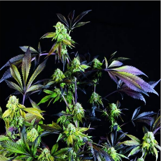 Pyramid Seeds Sunset Sherbet Feminisierte Hanfsamen