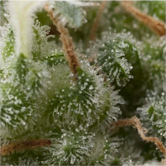 Pyramid Seeds Super Hash Automatic Hanfsamen