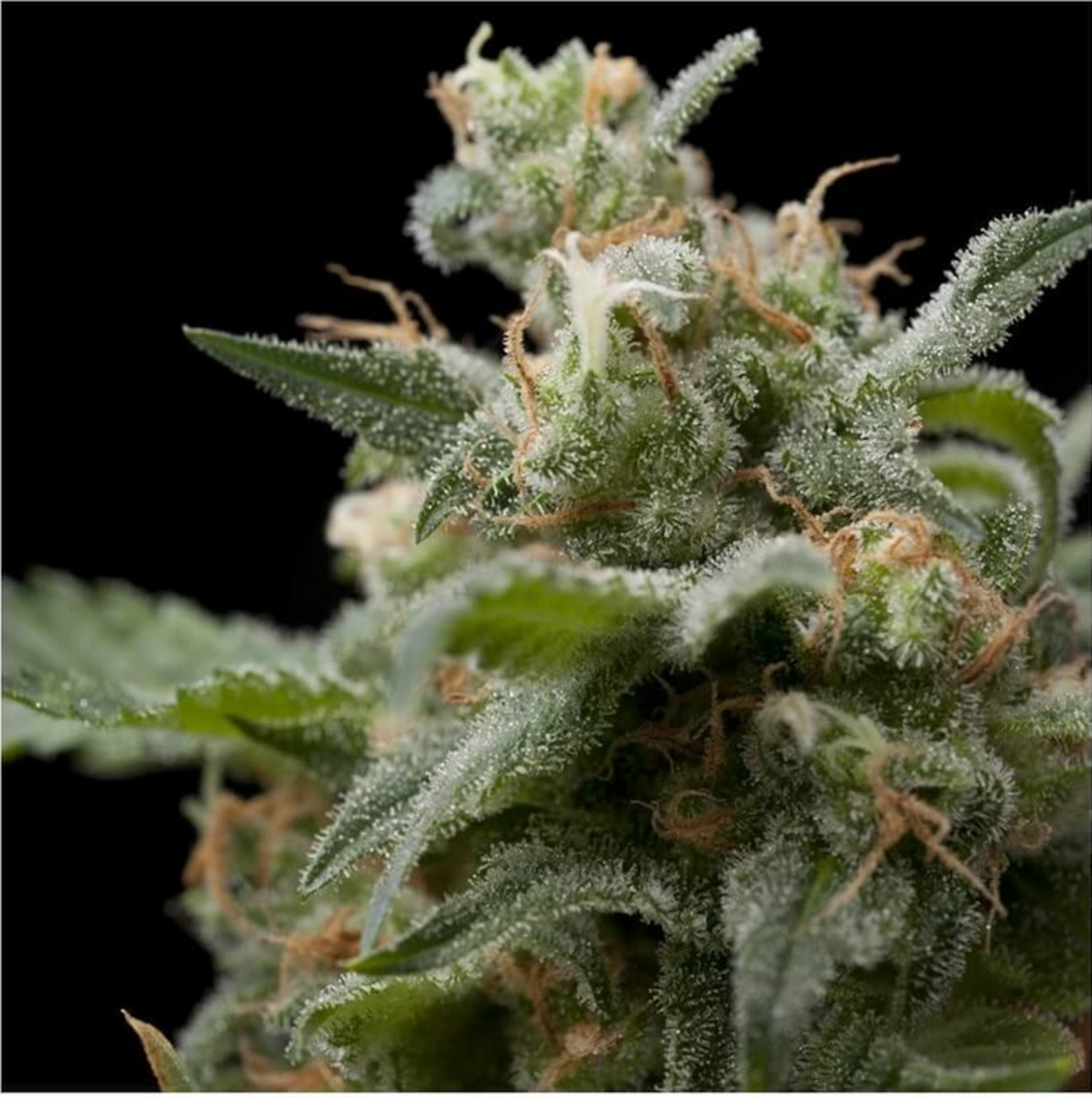 Pyramid Seeds Super Hash Feminisierte Hanfsamen