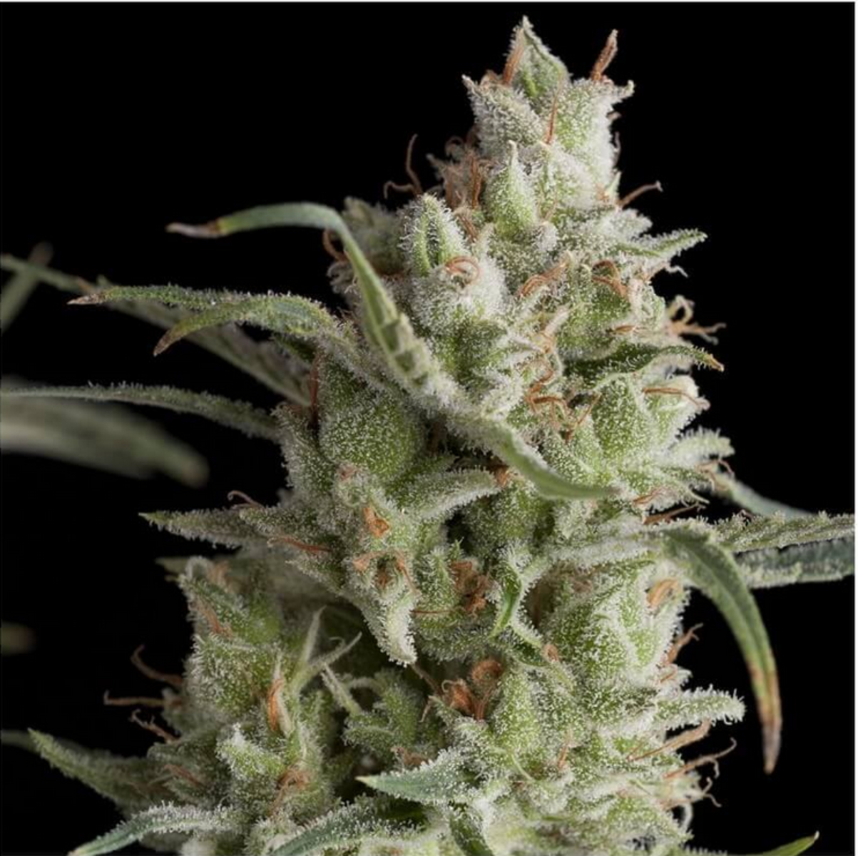 Pyramid Seeds Super OG Kush Feminisierte Hanfsamen