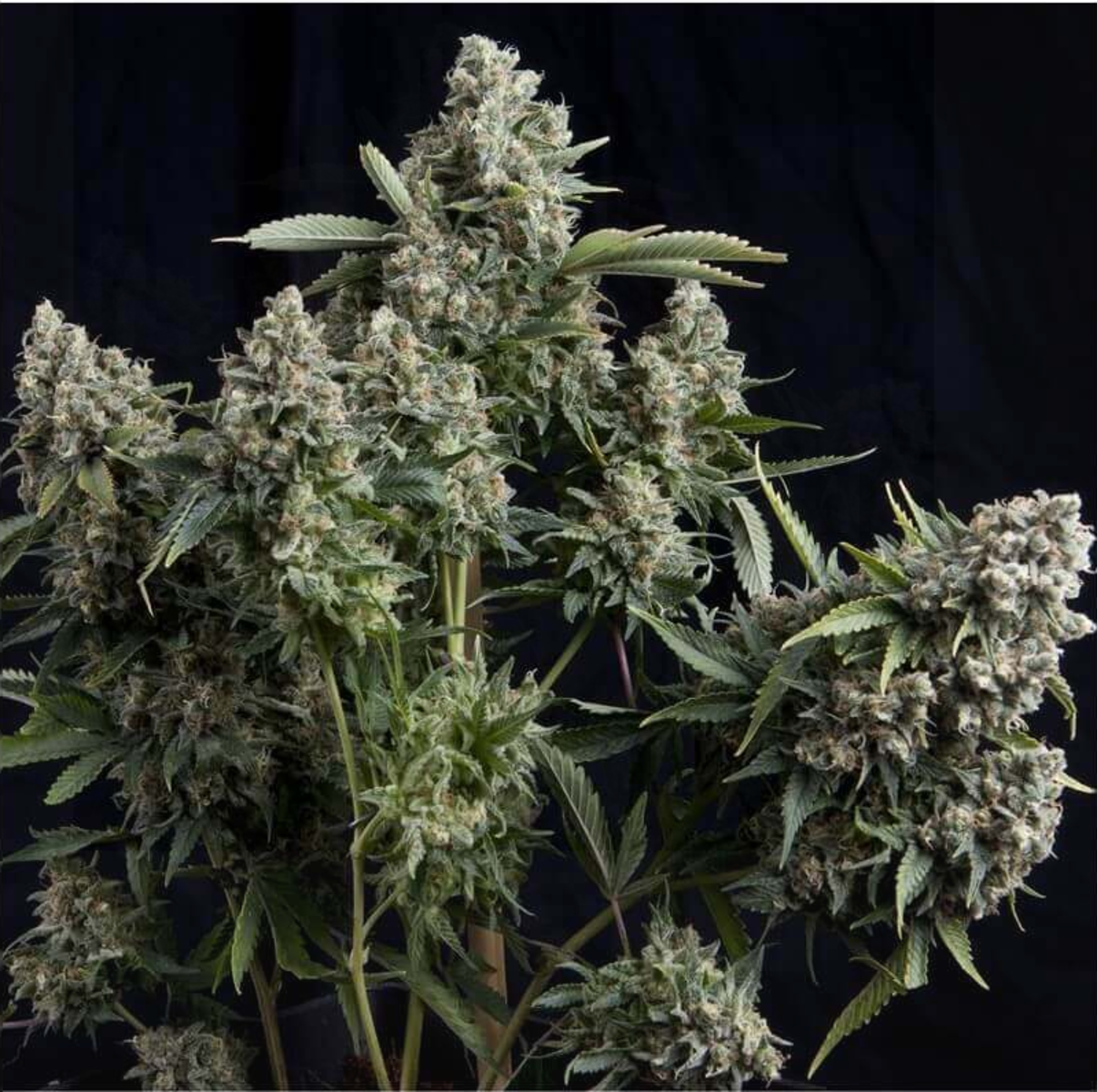 Pyramid Seeds Tutankhamon Feminisierte Hanfsamen