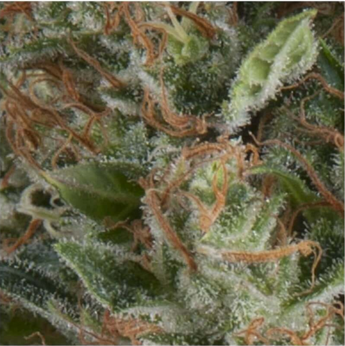 Pyramid Seeds Wembley Automatic Hanfsamen