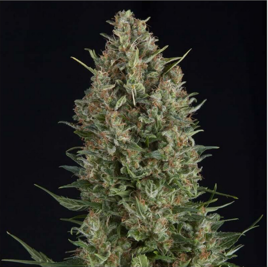 Pyramid Seeds Wembley Feminisierte Hanfsamen