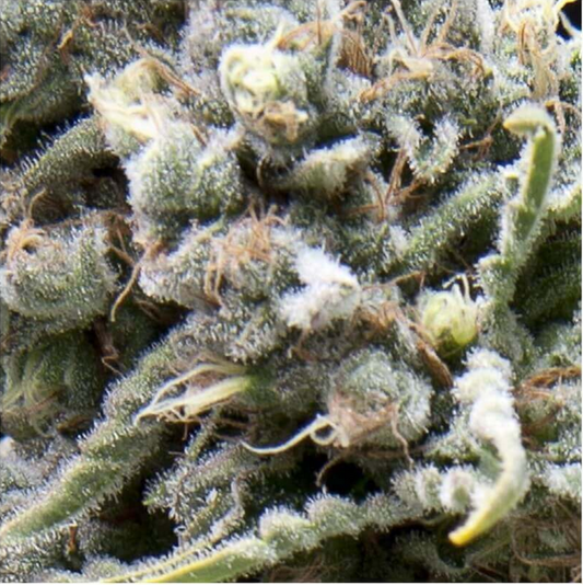 Pyramid Seeds White Widow Automatic Hanfsamen
