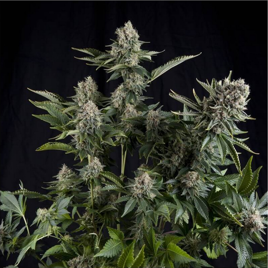 Pyramid Seeds White Widow Feminisierte Hanfsamen