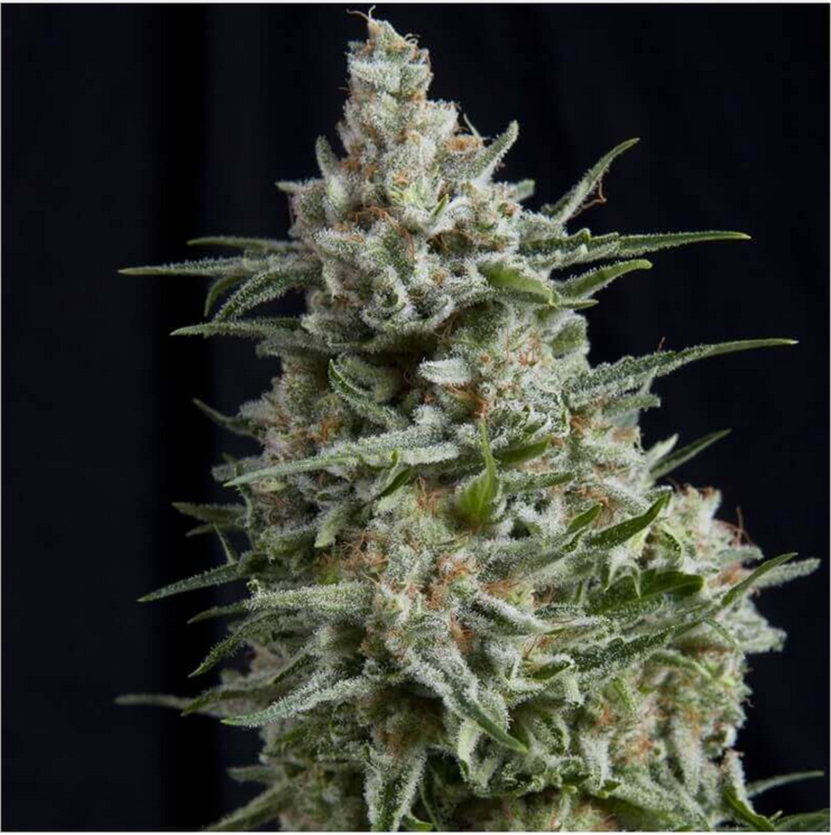 Pyramid Seeds Anesthesia Feminisierte Hanfsamen