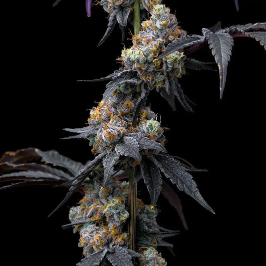 Rainbow Sherbet feminisierte Cannabissamen