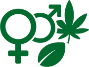 Reguläre Cannabissamen...