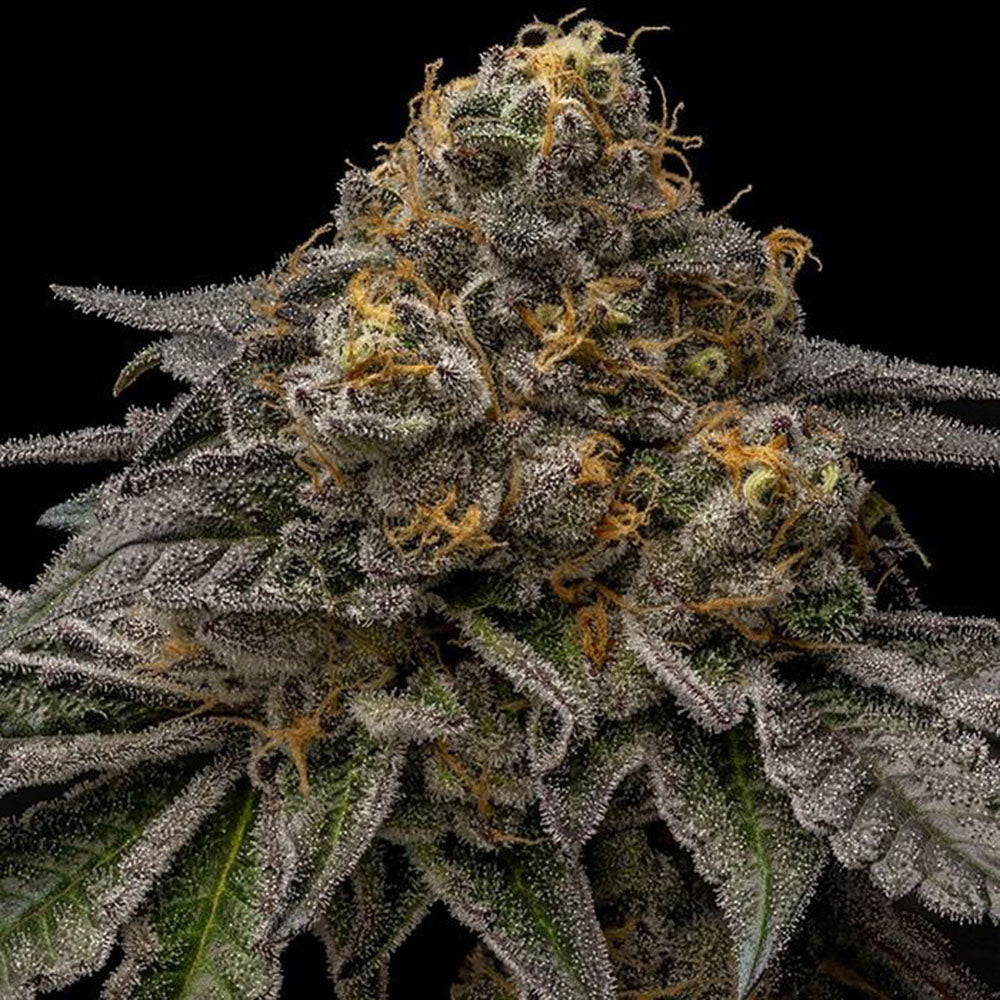 Ripper Seeds Break Pad Breath Feminisierte Cannabissamen Cannabisblüte