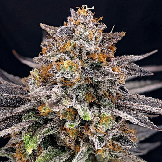 Ripper Seeds CandyGaz Feminisierte Cannabissamen Cannabisblüte
