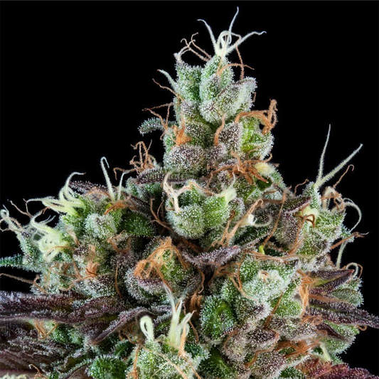 ripper-seeds-sour-ripper-automatic-hanfsamen